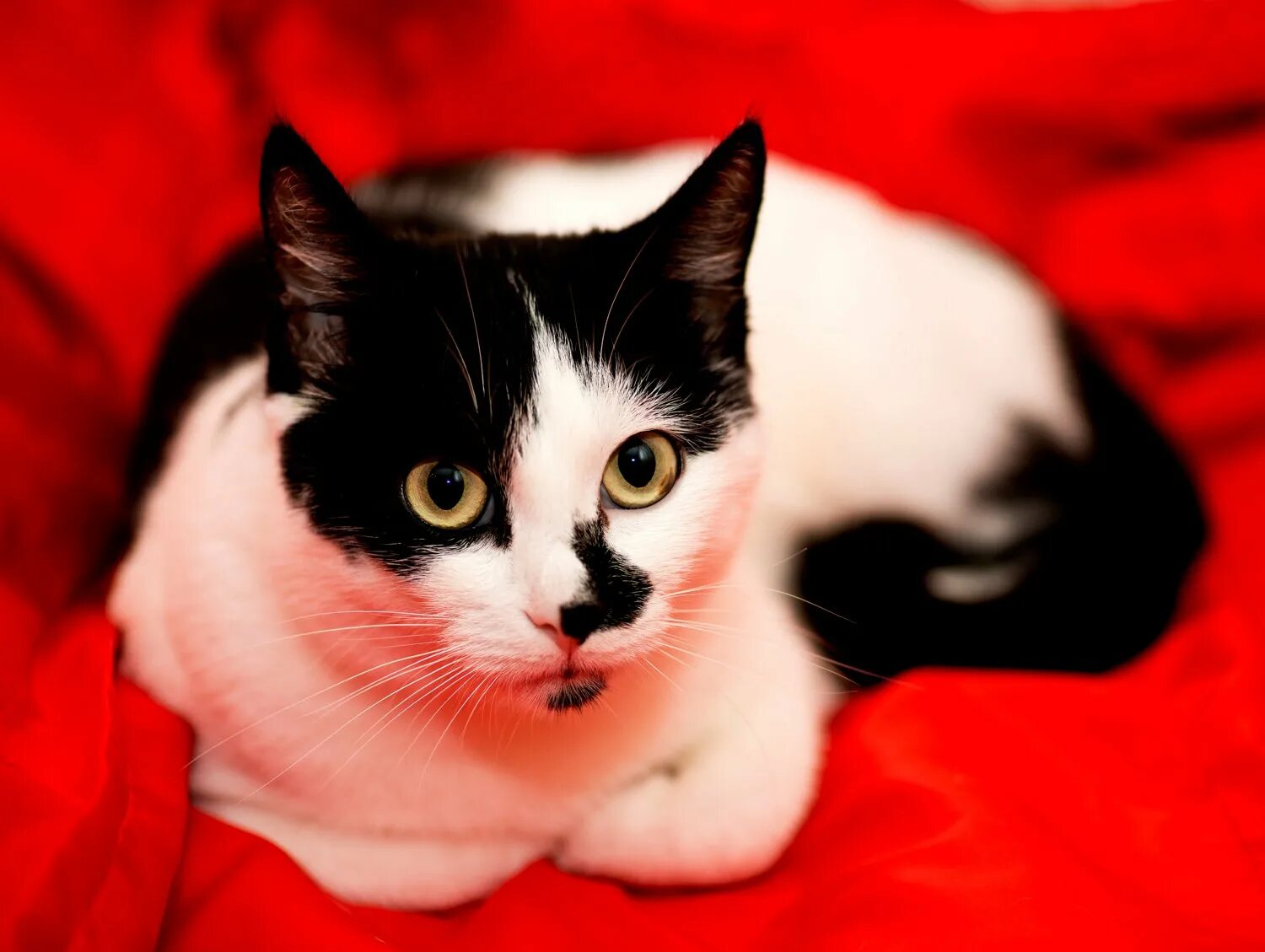 Cats me red. Кошка на Красном фоне. Красный котенок. Котенок черно-белый. Котята чёрно белые.