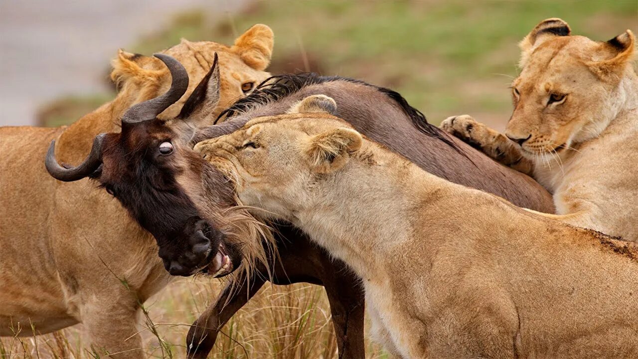 देखिये शेर ओर भैस की ख़तरनाक लड़ाई Watch the dangerous fight between lion and buff