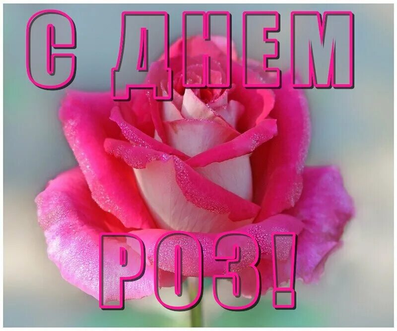 Калибрахоа свит лав. Розы на 9 мая. Всемирный день роз поздравления. День розы когда в 2024. Винтажные цветы для вырезки.