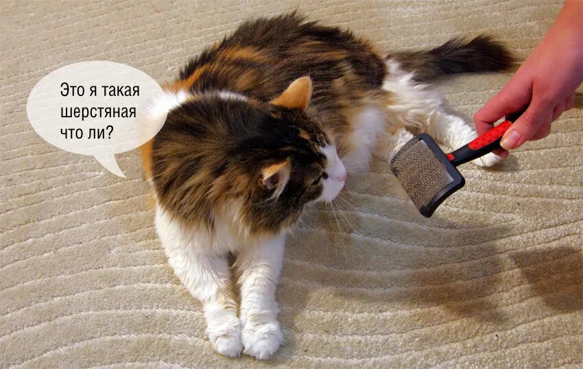 Почему кот сильно. Кошка линяет. линька у котов. шерсть кошки. кошка сильно линяет.