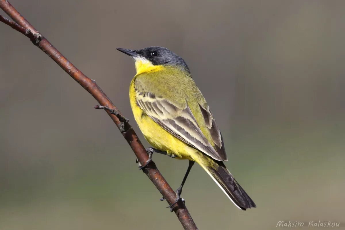 Отряд воробьиных желтогрудка. Малая желтая трясогузка. Western Yellow Wagtail. Птица Yellow Rumped Warbler. Маленькая желто серая птичка