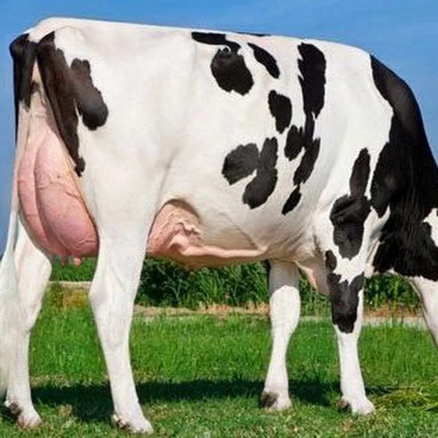 Now cow
