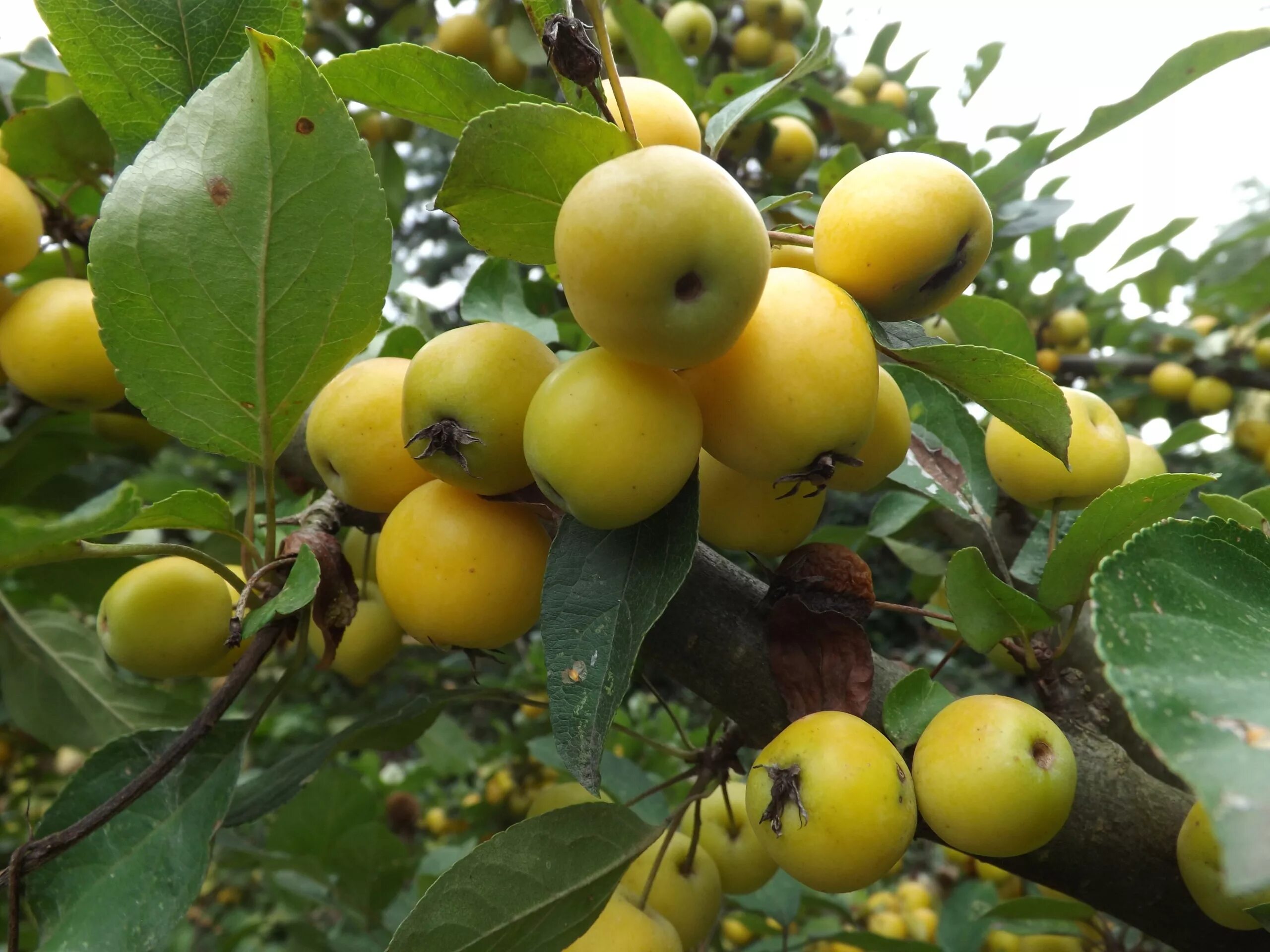 Дикая яблонька. Яблоня Лесная Malus Sylvestris. Яблоня Лесная (дичок). Яблоня Сибирская дичка. Яблоня Лесная (Дикая) (Malus Sylvestris).