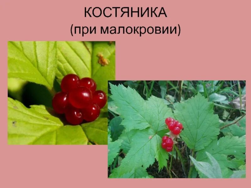 Полезные дикорастущие ягоды. Костяника каменистая. Костяника характеристика растения. Ягода костяника полезные. Костяника ягода.