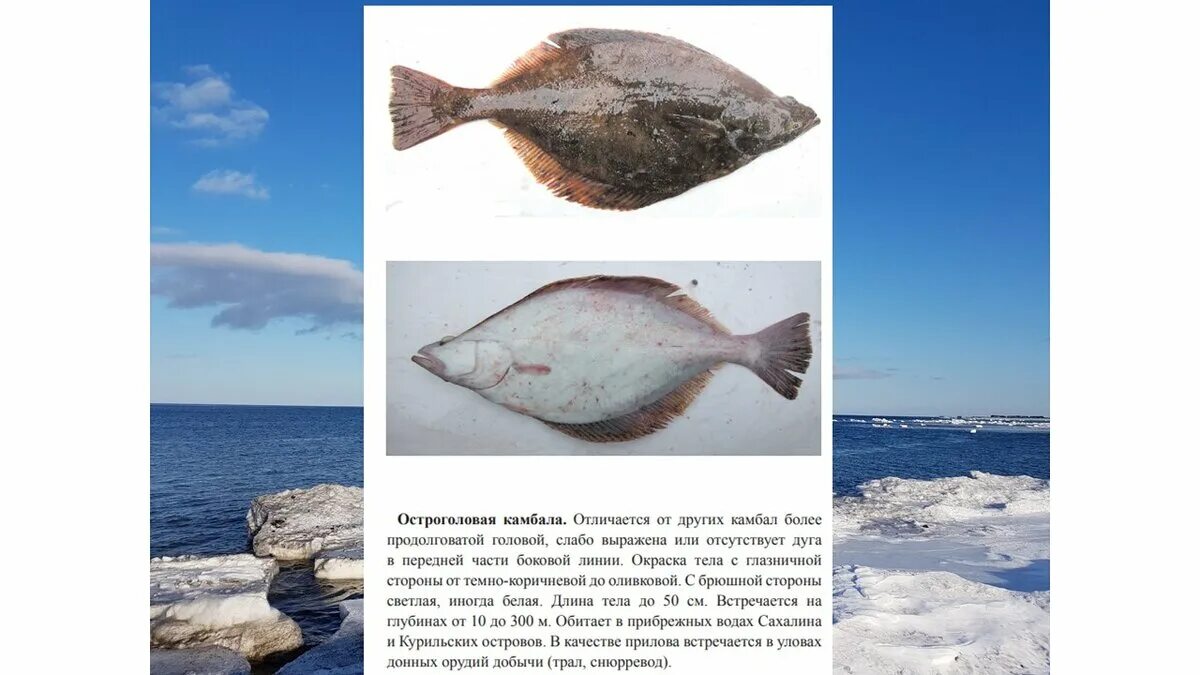Приспособление камбалы. Камбала. Морская рыба камбала. Камбала климат. Речные рыбы камбала.