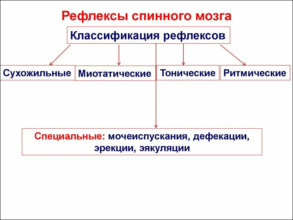 Классификация соматических рефлексов спинного мозга. Классификация рефлексов спинного мозга. Классификация спинальных рефлексов. Двигательные рефлексы и их классификация. Рефлексы замыкаются