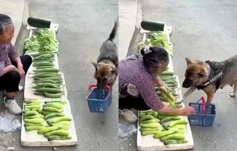 Свежие собаки