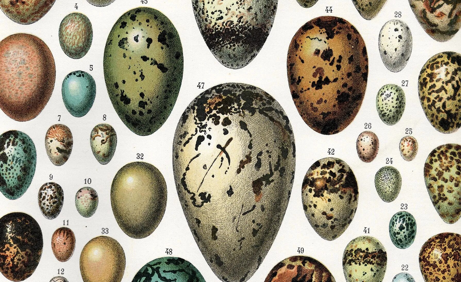Пестрые яйца. Птичьи яйца. Пятнистые птичьи яйца. Разные формы яиц. Яйца птиц с названиями.