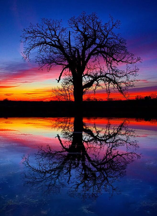 Дерево на закате. Необычные пейзажи. Пейзаж закат. Красивые необычные пейзажи. Life is a nature
