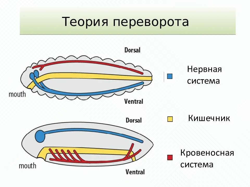Назовите признаки хордовых животных. Общая схема внутреннего строения хордового животного 7 класс. общие черты строения хордовых животных. тип хордовые общая характеристика. происхождение хордовых.