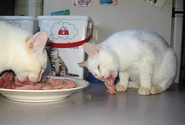 Рацион кота на натуральном питании. Кот и курица. Куриные головы котам. Вареный котенок. Голова кота для кормления.