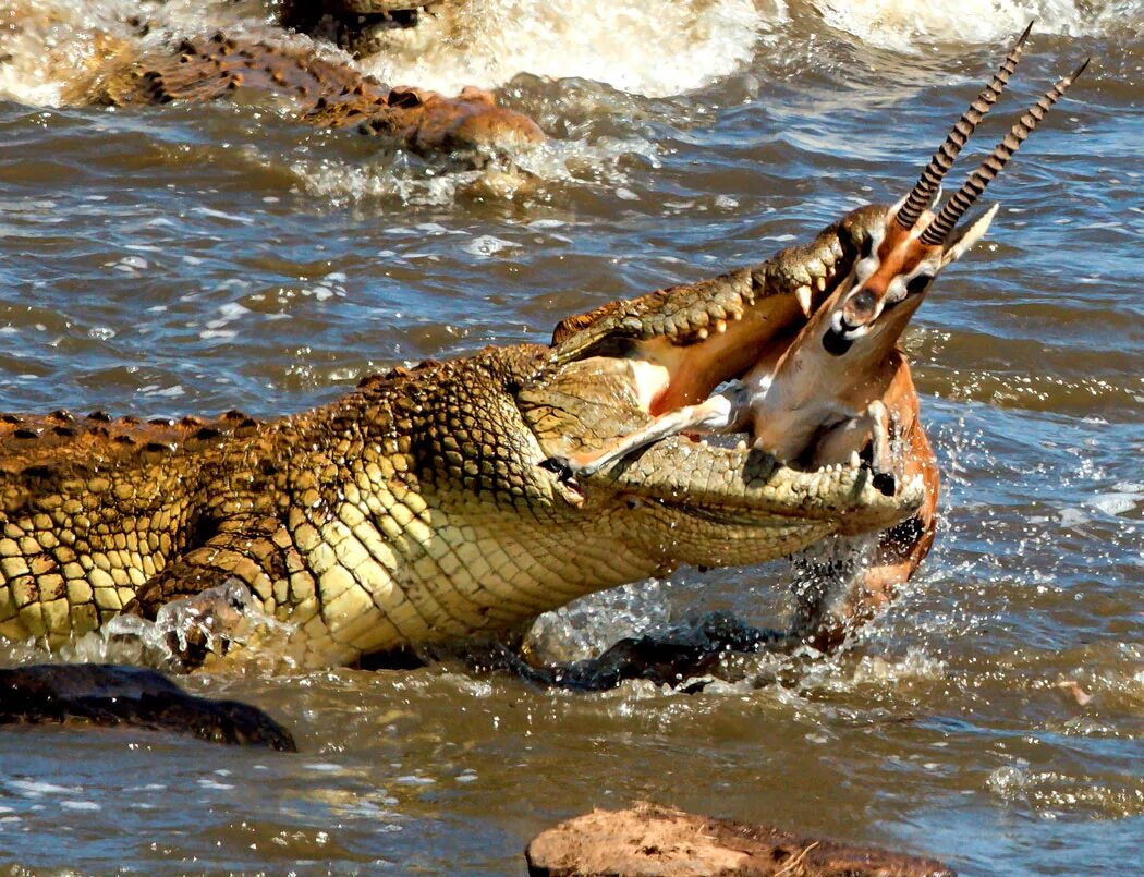 Зверь поедающий своих собратьев. Нильский крокодил охота. Гребнистый крокодил. Австралийский гребнистый крокодил. Гребнистый крокодил охотится.