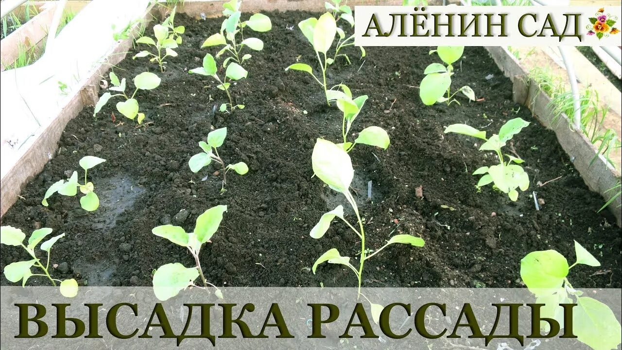 Высадка рассады перца и баклажан в теплицу. Рассада аленин сад. высадка баклажанов в теплице. алёнин сад пикировка перца. посадка перца в доу.