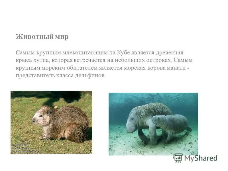 Санитары пресных водоемов. Является черепаха млекопитающим. Ближайшими родственниками животных являются. Животные санитары водоемов. Организмы потребители.