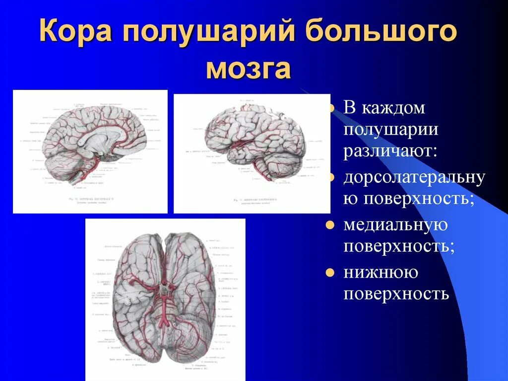 Типы коры полушарий. В каждом полушарии большого мозга различают. Поверхности коры больших полушарий. В коре больших полушарий различают.