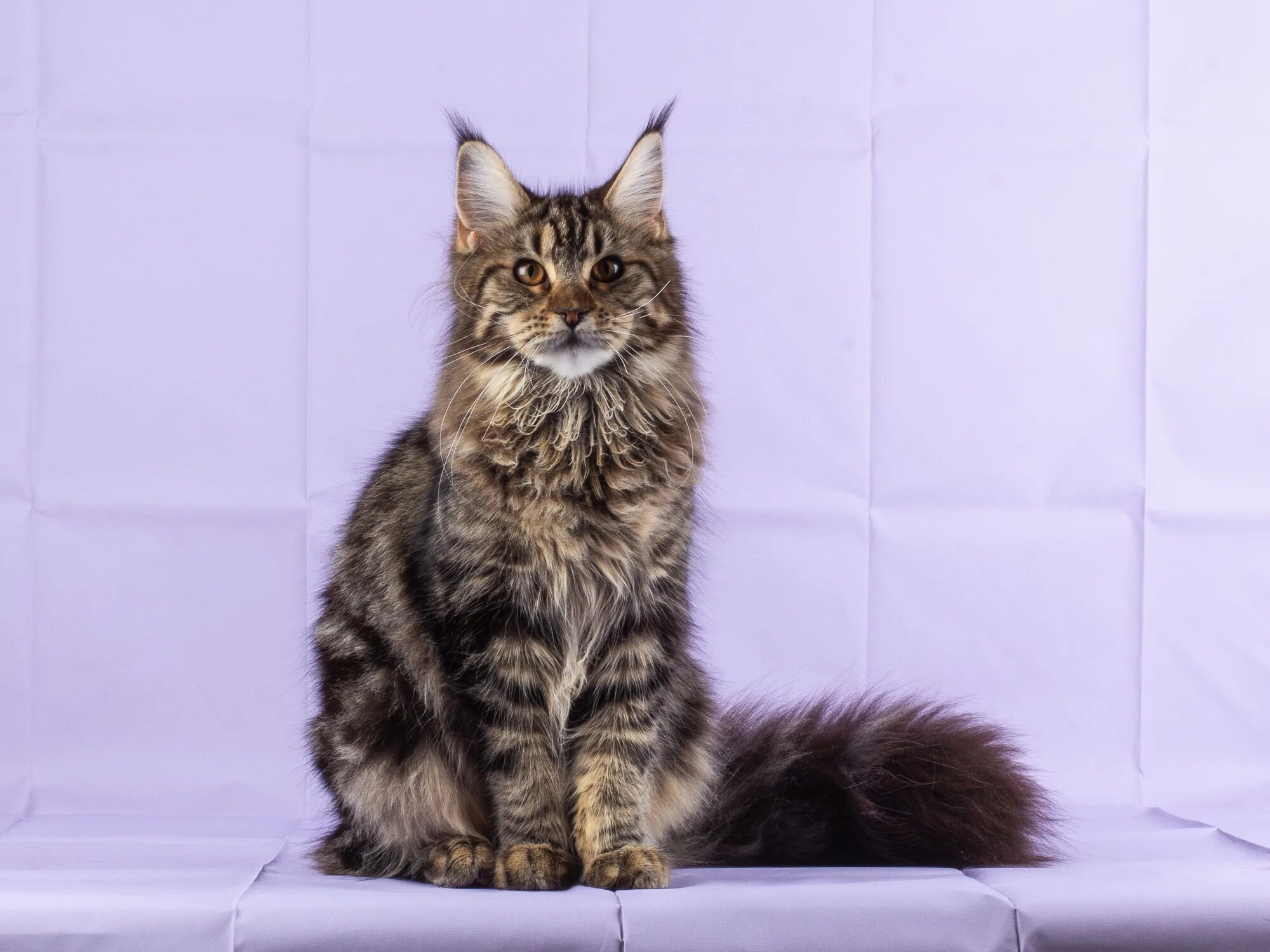 Мейн кун девочка котята. Мейн-кун. мейн кун лиловый. котята мейн кун. дикий окрас мейн куна.