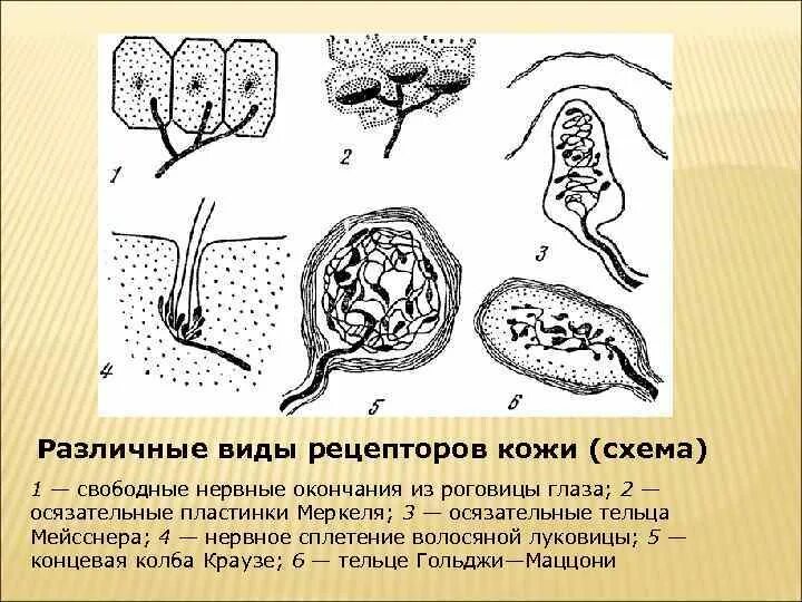 Рецепторы кожи выполняют функцию. Рецепторы кожи. Виды рецепторов кожи. Различные виды рецепторов в коже. Рецепторы кожи схема.