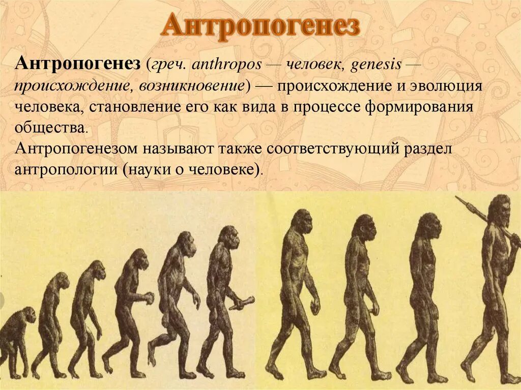 Условием развития человека помимо егэ. Антропогенез. Антропогенез человека. Эволюция человека. Стадии происхождения человека.