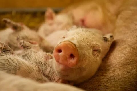 Pigs mom