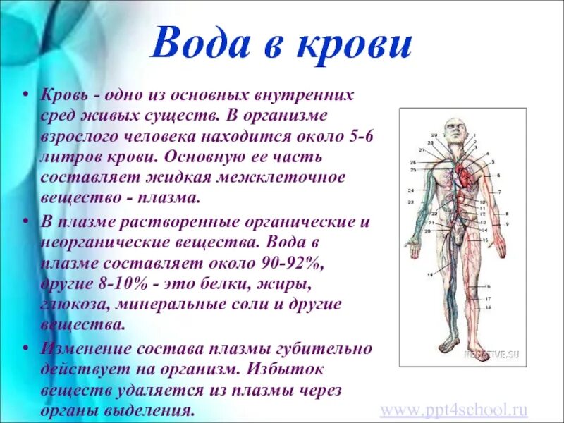 Сколько литров крови в человеке у мужчин. Количество воды в крови. Кровь в организме человека. Сколько воды в крови человека.