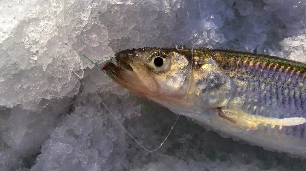 клуб лефу рыбалка в приморье