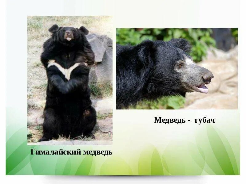 Вид гималайский медведь семейство медвежьи класс млекопитающие. Гималайский медведь презентация. Вид гималайский медведь семейство медвежьи класс млекопитающие. Гималайский медведь губач краткое описание 4 класс. Вид гималайский медведь семейство медвежьи класс млекопитающие.