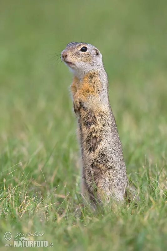 Европейский суслик (spermophilus citellus). Суслик в лесостепи. Крапчатый суслик стоит. Ховрах это. Ховрах.