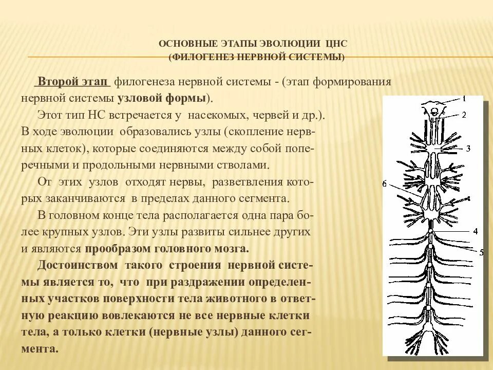 Филогенез нервной системы. Основные этапы эволюции нервной системы. Этапы филогенеза нервной системы. Этапы эволюции ЦНС.