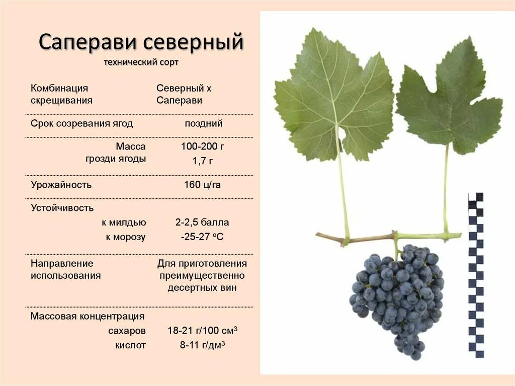 Сколько сортов