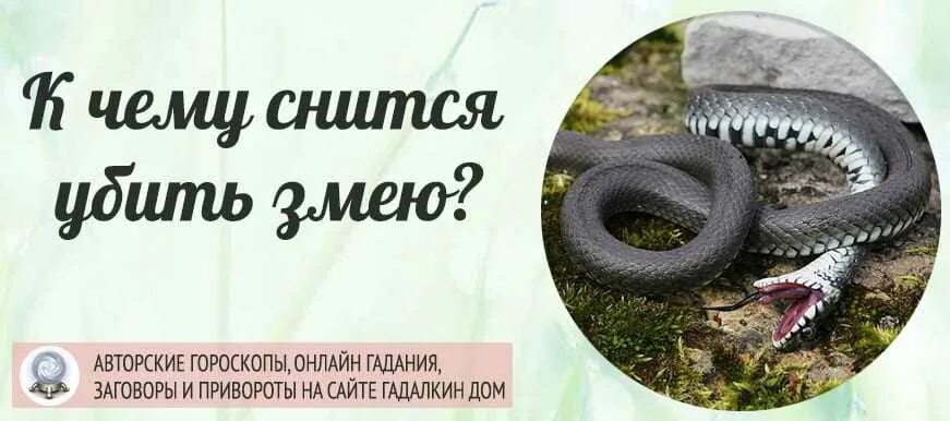 Сонник к чему снятся змеи во сне. К чему снится сон кусает змея. Приснился сон во сне убивать змею. Сонник видеть змей во сне к чему. Сон змеи к чему снятся змеи женщине.