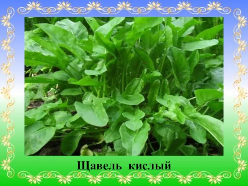 Как выглядит форма щавель у девушки. Кислинка трава щавель. шпинат щавель отличия. щавель кислый. кислинка и щавель.