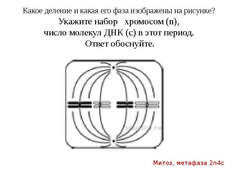 Какая фаза изображена на рисунке. Задачи на митоз и мейоз ЕГЭ по биологии. Какое деление и какая его фаза изображены на рисунке укажите. Задачи деление клетки ЕГЭ. Задания митоз ЕГЭ задания.