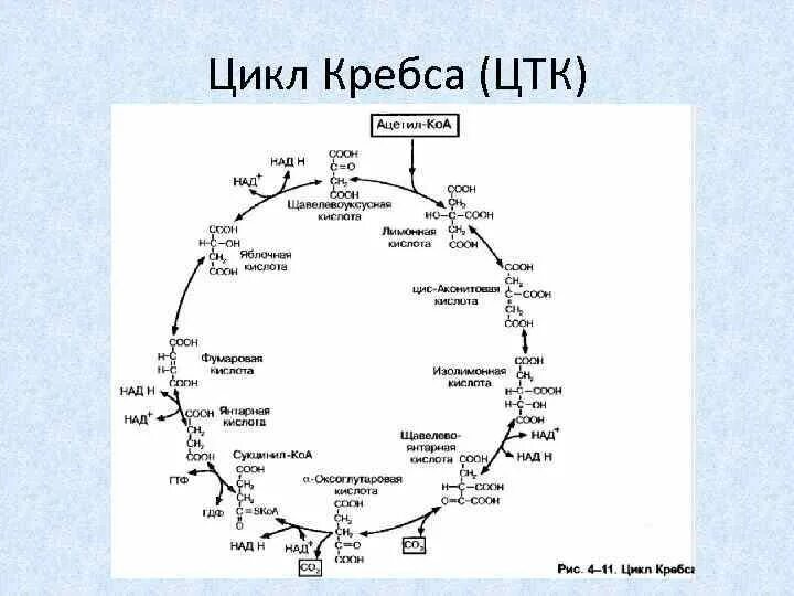 Цикл трикарбоновых кислот Кребса биохимия. Цикл трикарбоновых кислот (ЦТК). Цитратный цикл цикл лимонной кислоты цикл трикарбоновых кислот ЦТК. Цикл Кребса ЦТК. Цитратный цикл