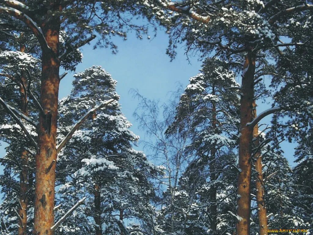 Корабельные сосны киренск. Сосновый лес зимой. Лес верхушки деревьев. Высокие сосны и ели шумели. Высокие сосны и ели шумели.