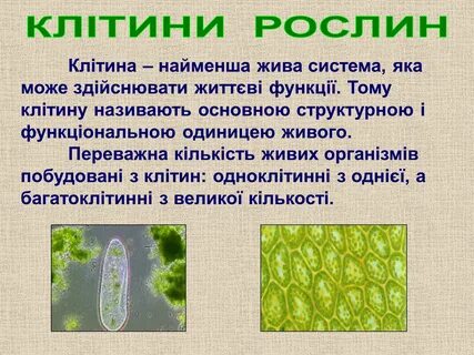 Яка може