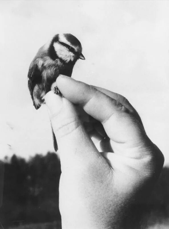 Птичка на руке. Птица на ладони. Синица в руках. Птичка в протянутой руке. Bird in hand