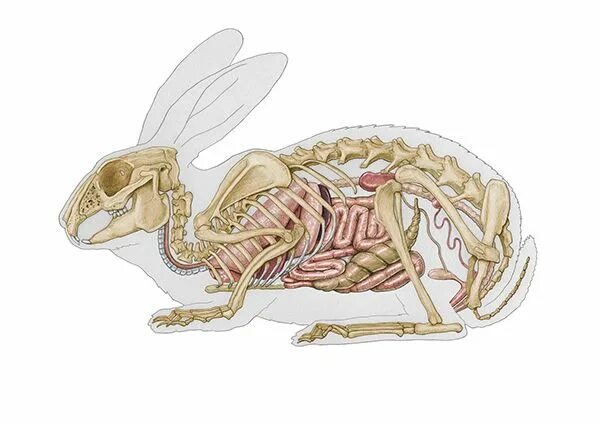 Анатомия млекопитающего кролика. Анатомия кролика скелет. Мышцы кролика. Анатомия кролика органы. Внутреннее строение кролика