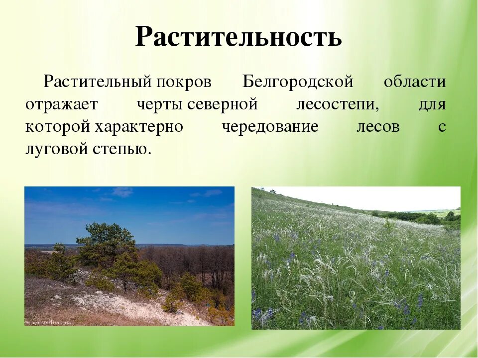 Сообщение о природных сообществах родного края. Растительный мир Белгородской области. Растения Белгородского края. Природа родного края презентация. Растительный мир Белгородчины.