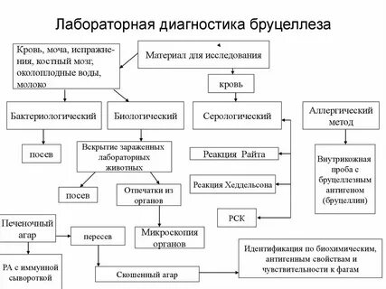 Лабораторная диагностика бруцеллеза животных