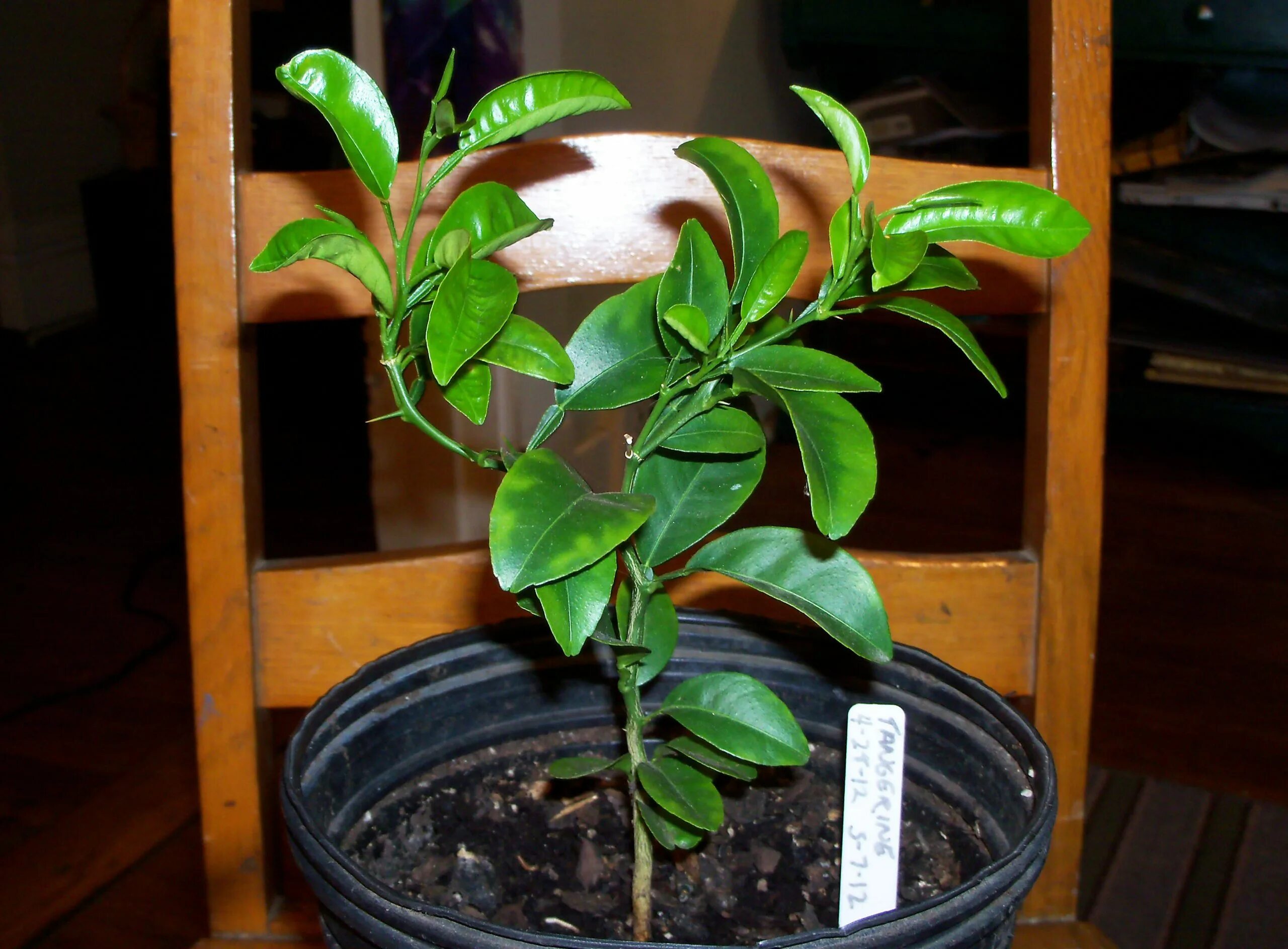 Buy Double Budded Seedlings (Of All Citrus Species) Online In Nigeria At ₦ 3,499