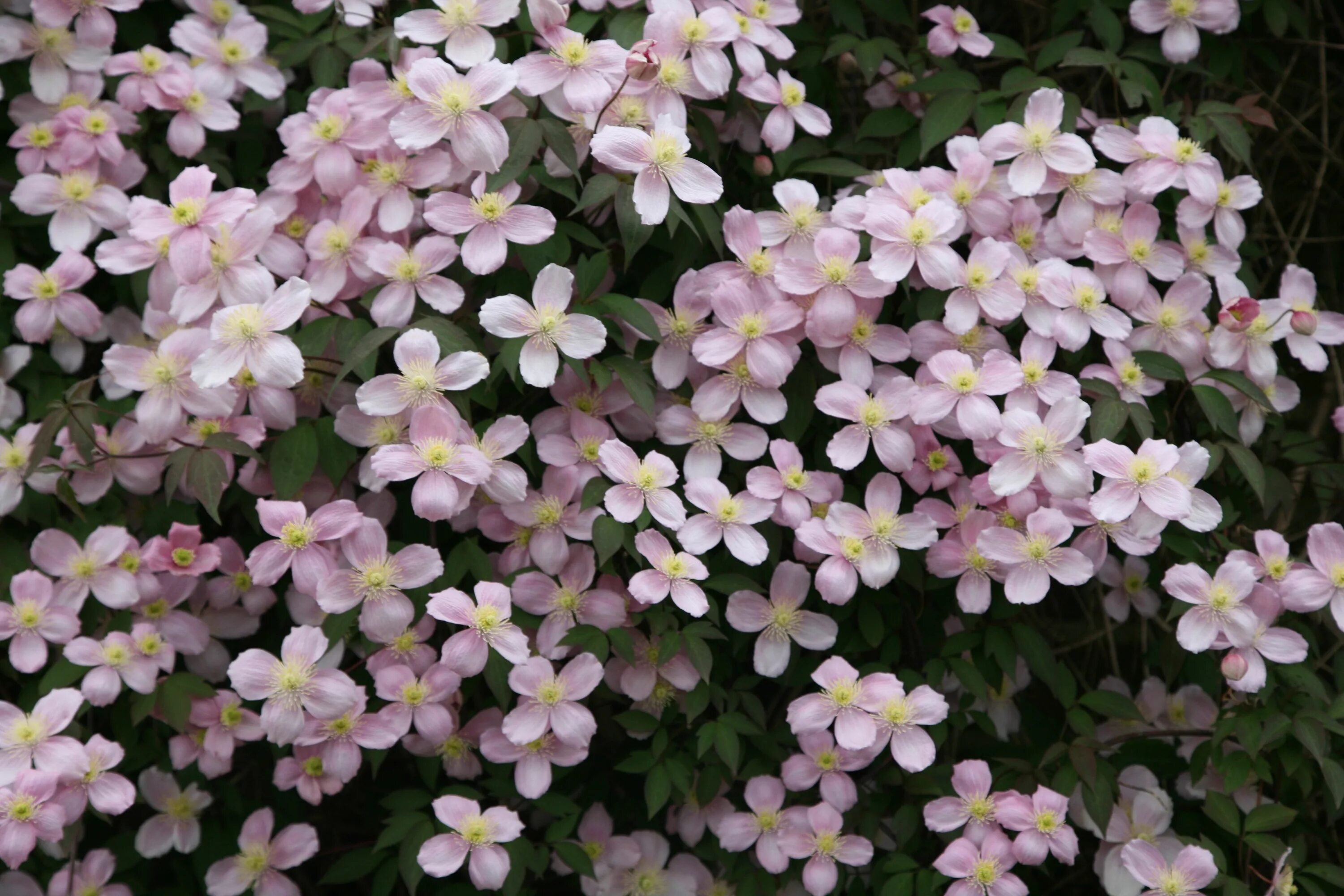 Клематис горный розовый описание сорта фото отзывы Spring. Large flowering vine. Clematis 'Fragrant Spring.' 20- 30 feet. May to Ju