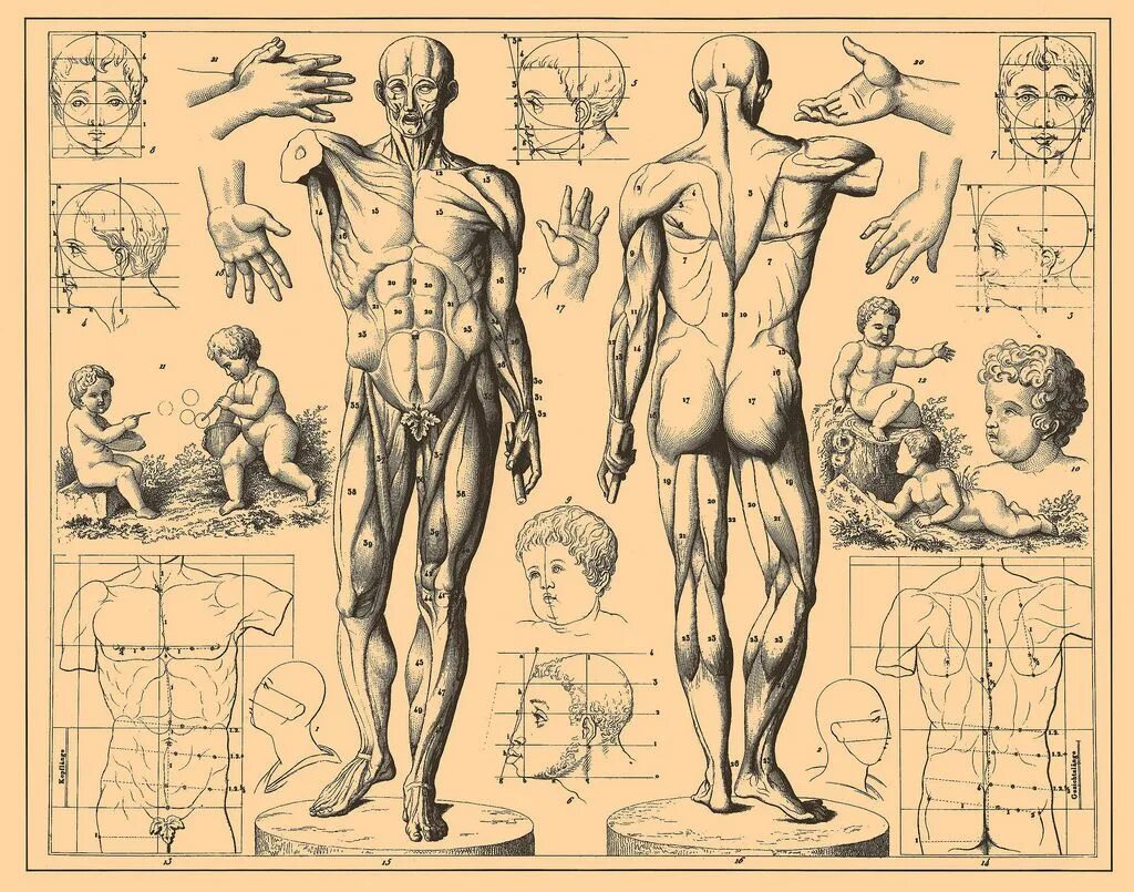 Анатомия картинки. Готтфрид Баммес образ человека. Анатомия человека для художников. Пластическая анатомия для художников. Тело человека для художников.