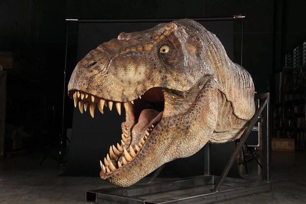 Jurassic t rex. Тирекс парк Юрского периода. Парк Юрского периода Тиранозавр. Голова тираннозавра парк Юрского периода. Тиранозавр рекс парк Юрского периода.