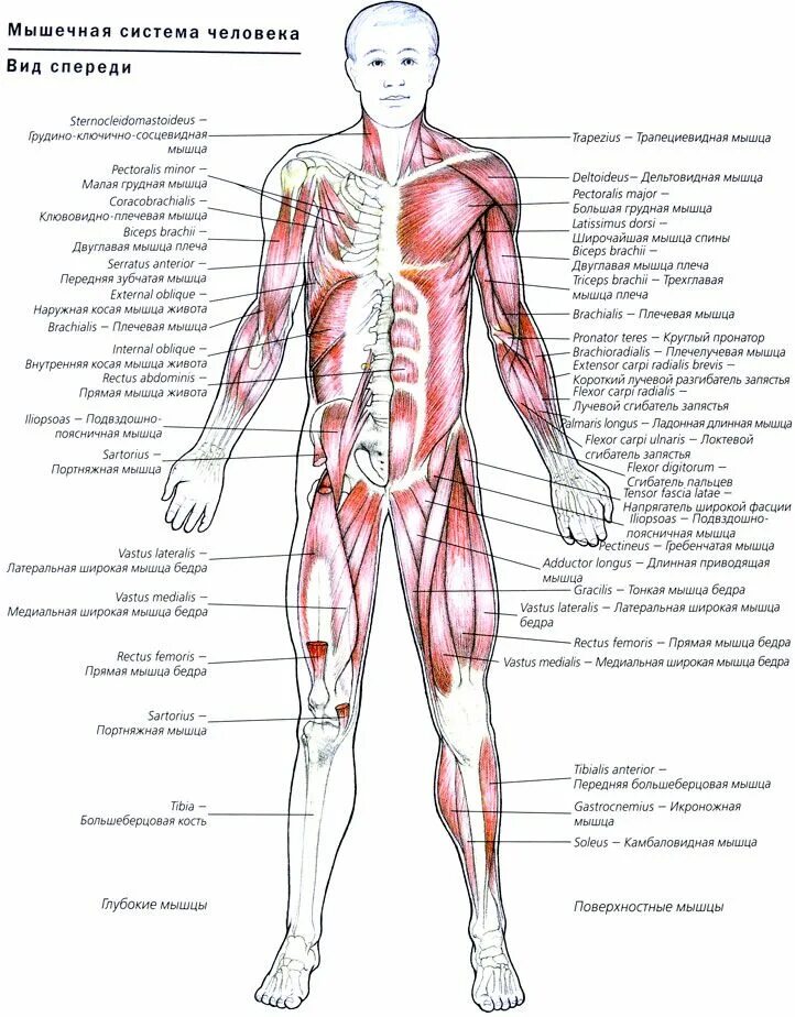 Мышечная система человека схема описание. Строение человека мышцы анатомия. Анатомия человека мышцы и связки подробно в картинках. Назовите мышцы человека