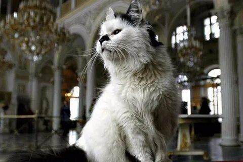 День эрмитажного кота в санкт петербурге