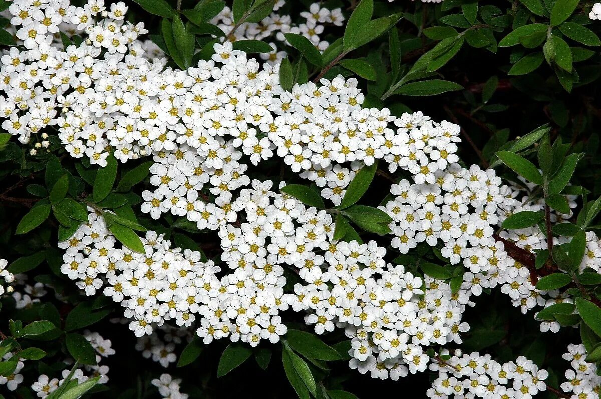 Спирея ниппонская фото. Спирея ниппонская Spiraea nipponica. Спирея ниппонская Уайт карпет. Спирея Вангутта, ниппонская. Спирея ниппонская Джун Брайд.