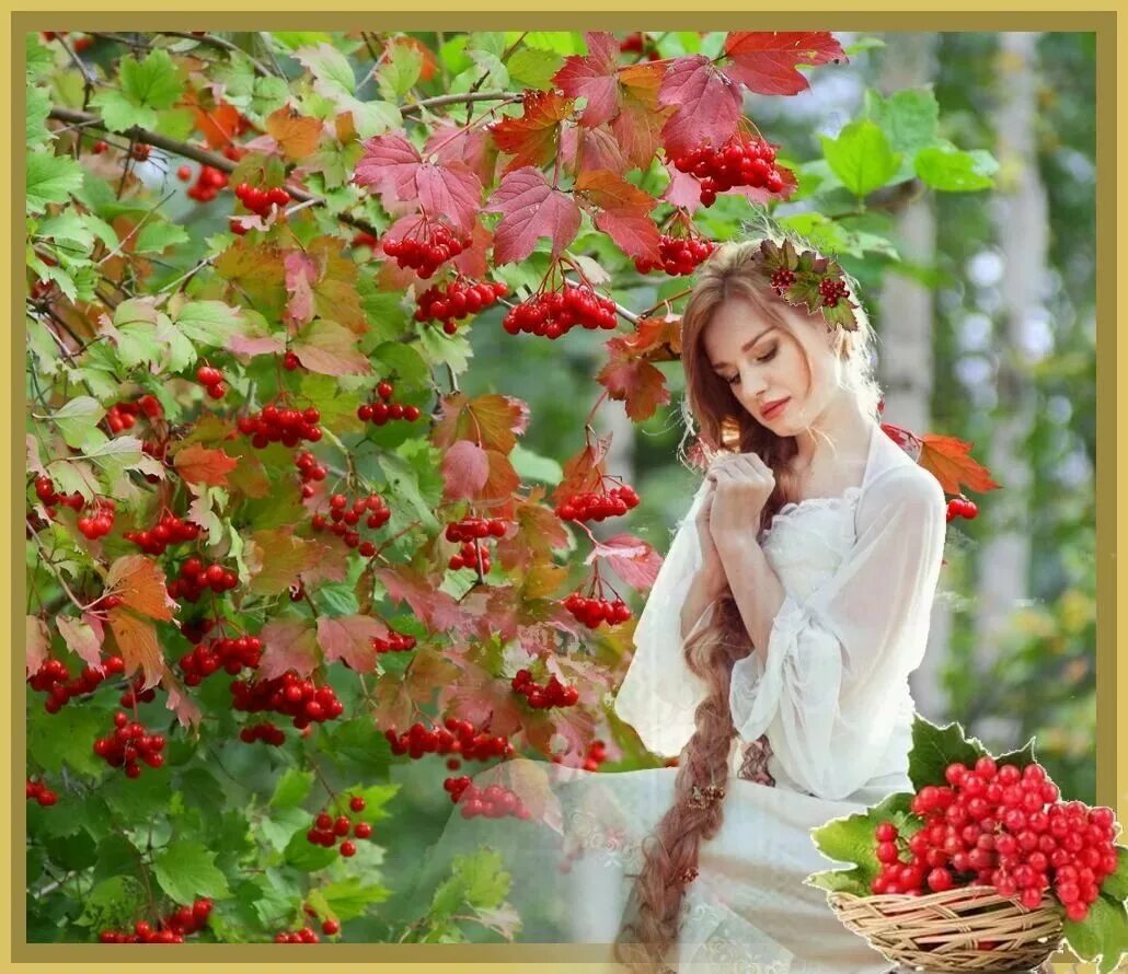 Под куст калины. Под куст калины. Калина дерево. Калина красная обыкновенная. Калина обыкновенная вигоровская.