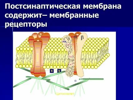 Рецепторы постсинаптической мембраны