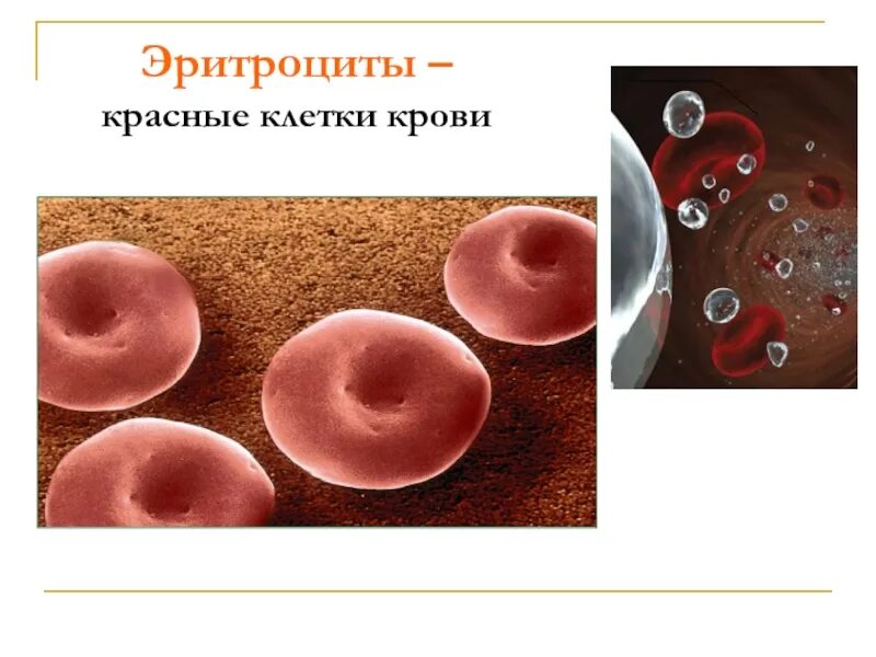 Клетки нейрон эритроцит. Эритроциты биология 8 класс. эритроциты слайд. эритроциты презентация. эритроциты в крови биология 8 класс.