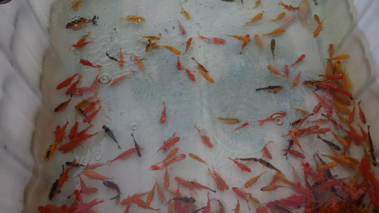 Мальки карпа кои. Малек карася коя. рыбки кои мальки водоросли.